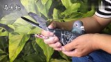 信鸽鉴赏：深色雨点赛鸽，羽色非常漂亮，是你喜欢的鸽子吗？