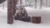 再大的雪也不能阻止大熊猫干饭