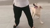 拉布拉多：我要成为狗狗中跳舞最厉害的那一个
