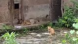 主人都搬家走了，这猫狗还回家！可是家没了！