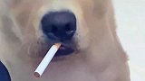 物以类聚，老公收养的流浪狗，竟然也想抽烟！