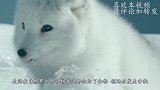 只要它一出现，所有动物都会围上去乖乖趴着，就连鳄鱼都不例外！