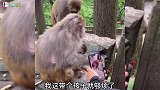 猴子：都给我气坏了，请尊重我们娘俩！