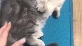 猫：你给我走开，不要碰我！
