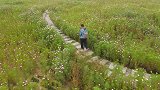 航拍济南华山公园，有一片格桑花开了，非常漂亮