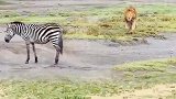 狮王偷袭斑马，斑马居然不反抗