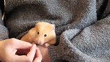 小仓鼠和猫咪，小仓鼠在主人怀里玩，猫咪在一旁忍不住了亲了仓鼠