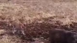 现在野猪不好抓了，都会孙子兵法了，豹子都不会了