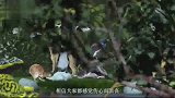 灭亡80多年的珍稀生物出现，科学家正在调查，或是一个惊喜