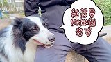 狗狗要看小母狗，却没想到主人自己只顾看小姐姐，它表示很生气
