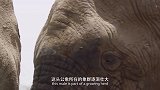 非洲象群，维持着生态平衡，好在偷猎行为被制止！