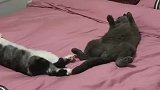 猫：外面太冷了，还是躺在床上暖和！