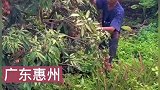 河南儿媳孕吐想吃荔枝广东公婆种十余亩荔枝
