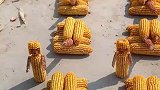 萌娃把玉米一个一个整齐地摆放好