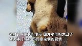 小母狗每天蹲守来财，女主人因太丑棒打鸳鸯：我不同意你俩的爱情