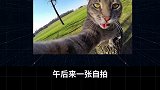 你见过会自拍的猫吗？自拍猫 萌宠出道计划