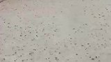 浇水泥浆时下雨，工人见状愣住