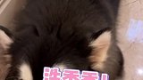 见面就打架，打架就洗澡，洗澡又打架，无解