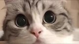 狸花猫：和我对视，谁先眨眼谁输