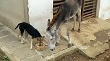 狗子抢驴的口粮，驴子忍无可忍，狠踢它一脚