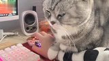 狸花猫：不是冷，不允许别人的手放在朕的手之上