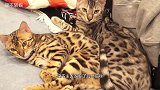 大肥猫爱钻盒子，铲屎官“特意”准备了一个，岂料喵星人暴走