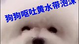 养宠物可能都会遇到这种情况