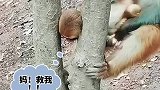 “熊猴子”小猴不慎头部被卡树枝内无法自拔