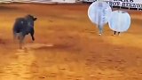 五人组团斗牛，被牛顶