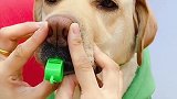 铲屎官真是太会玩了，教给拉布拉多吹哨子，过程笑死人不偿命