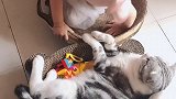 翠花：姐 给本猫点面子翠花 猫 猫咪日常