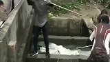 广西奇特的捕鱼现场，多人围观，大鱼自动往网兜里钻