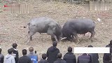 乡村斗牛：民间斗牛文化源远流长，爱牛人士都想近近地去看