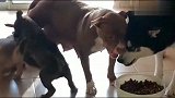 比特犬要吃哈士奇的狗粮，哈士奇不让还对比特犬大打出手
