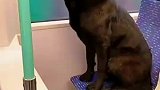 主人离开的四年里狗狗每天都会乘坐这班车