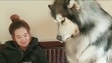 女主人在玩手机，二百多斤的阿拉斯加撒娇：别玩手机了和我玩吧