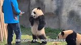 好吃懒做的小熊猫，被饲养员逼着锻炼，网友：练家子啊