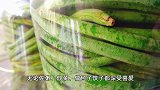 传统酸豆角腌制方法，酸味醇厚口感脆爽，流程配方毫无保留全公布