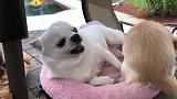 吉娃娃护窝，声波攻击击退来犯者