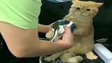 萌宠猫咪：橘猫：咱们有话好好说，你先把淋浴头给我拿开！