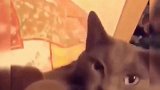 小猫咪一脸吃惊，张开小嘴瞪大眼睛，看起来可爱极了！