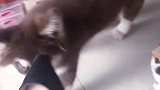 不是我打你，是鞋子的意思