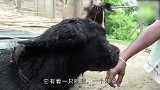 浑身漆黑只有1只眼睛，有人却说它来自地狱，但事实让人无奈