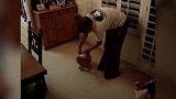 你这小奶猫真是皮啊，还敢跟狗狗打架，真是太搞笑了呀！