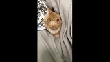 原来北方的猫是这样过冬的