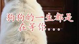 愿所有小狗都被温柔相待，留下你的足迹吧