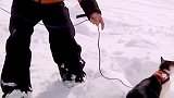 雪崩搜救犬你们见过，雪崩搜救猫你一定没见过吧