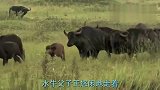 小野牛遭狮子捕捉，水牛老爸爆发洪荒之力暴揍狮子，狮子落荒而逃