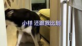 如果哈士奇和铲屎官较量，谁会更厉害