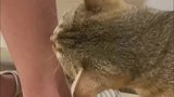 猫咪：俺以为是只苍蝇